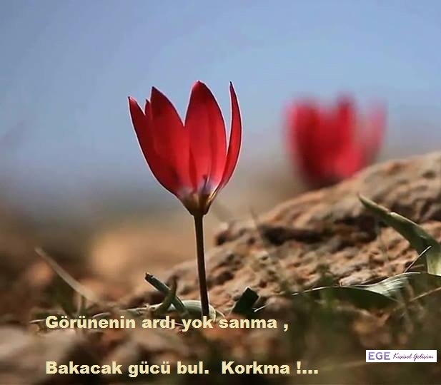 Psikoterapi Sağaltımdır